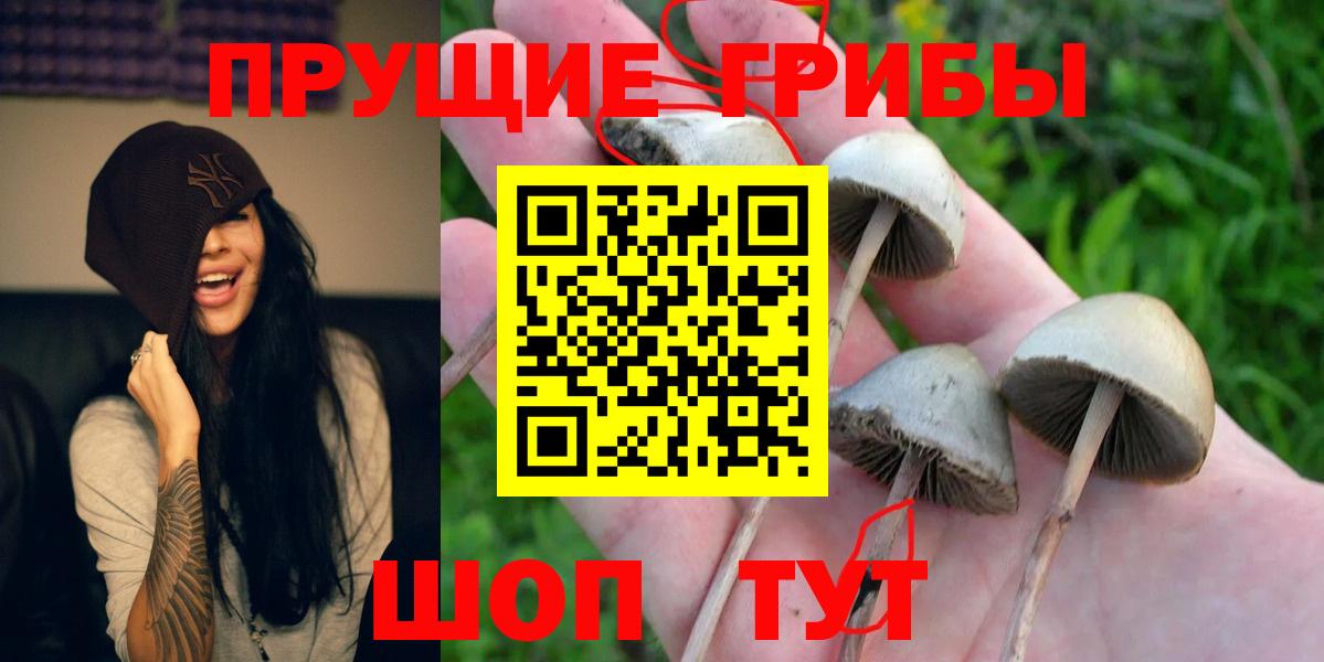 Белово  Галлюциногенные грибы Cubensis  Вход с VPN 
